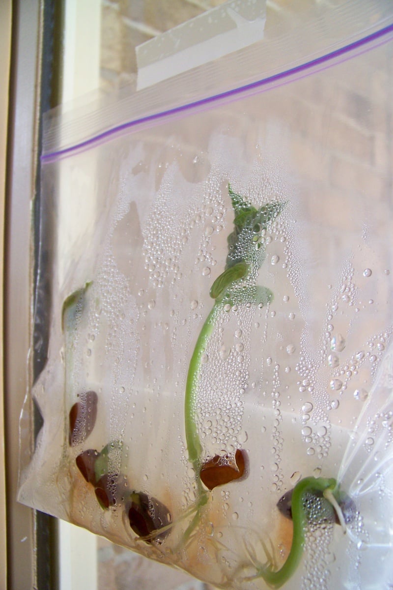 Seeds in a Ziploc Bag