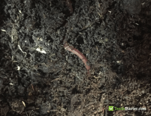 Composting in the Classroom