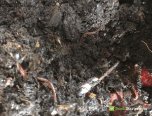 Composting in the Classroom