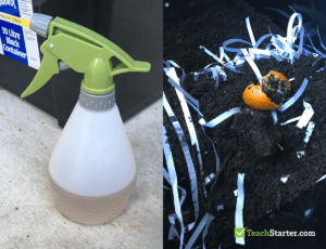 Composting in the Classroom