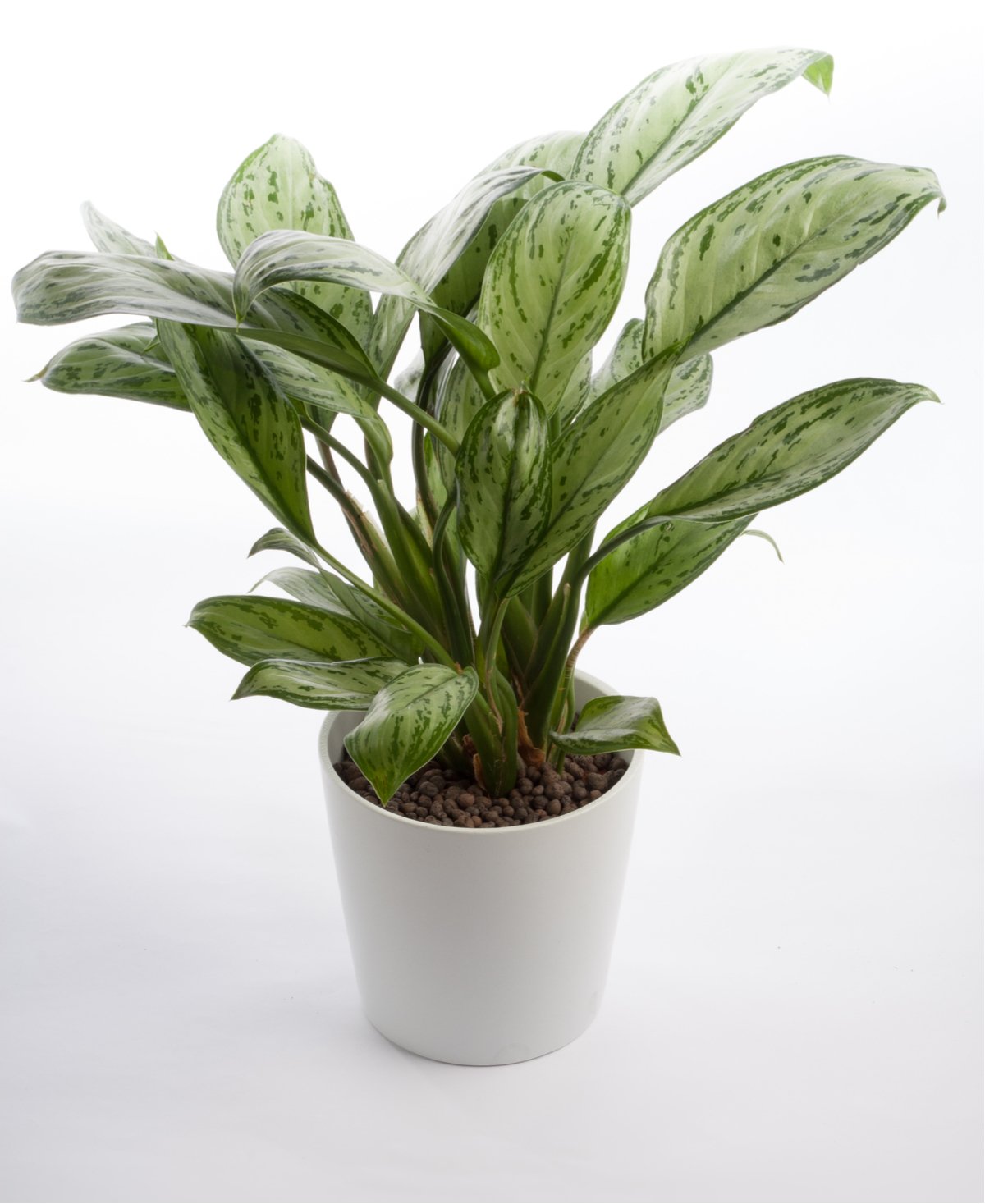 chinese evergreen plant in white pot - best plants for in classrooms