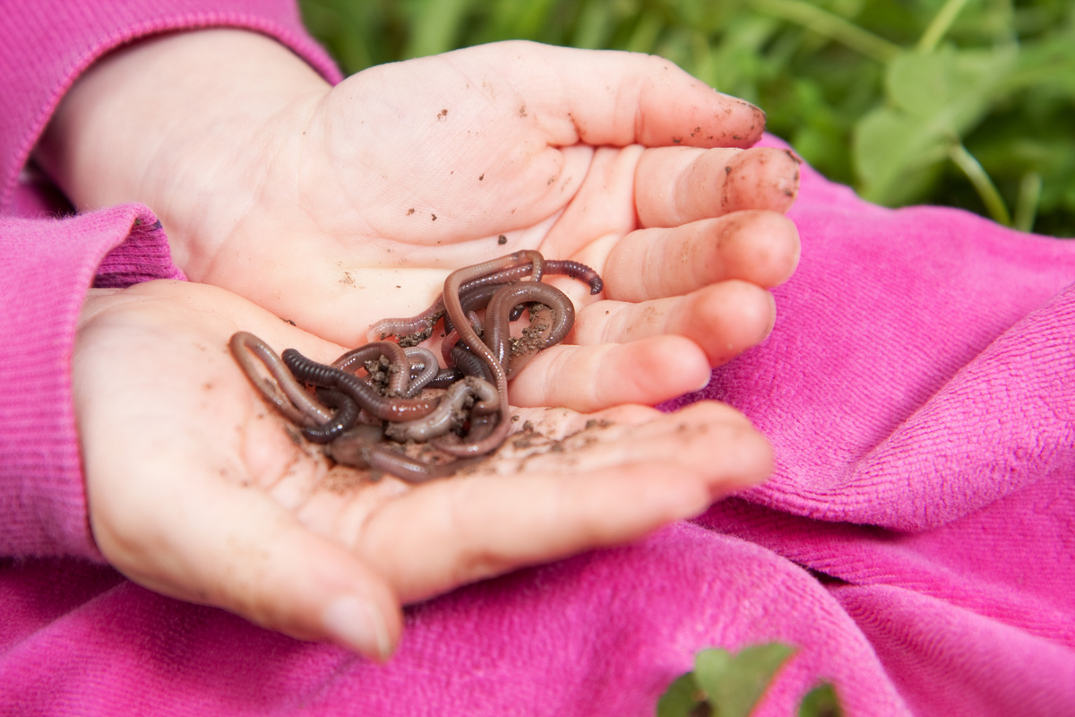 a pair of child's hands hold worms - classroom pets