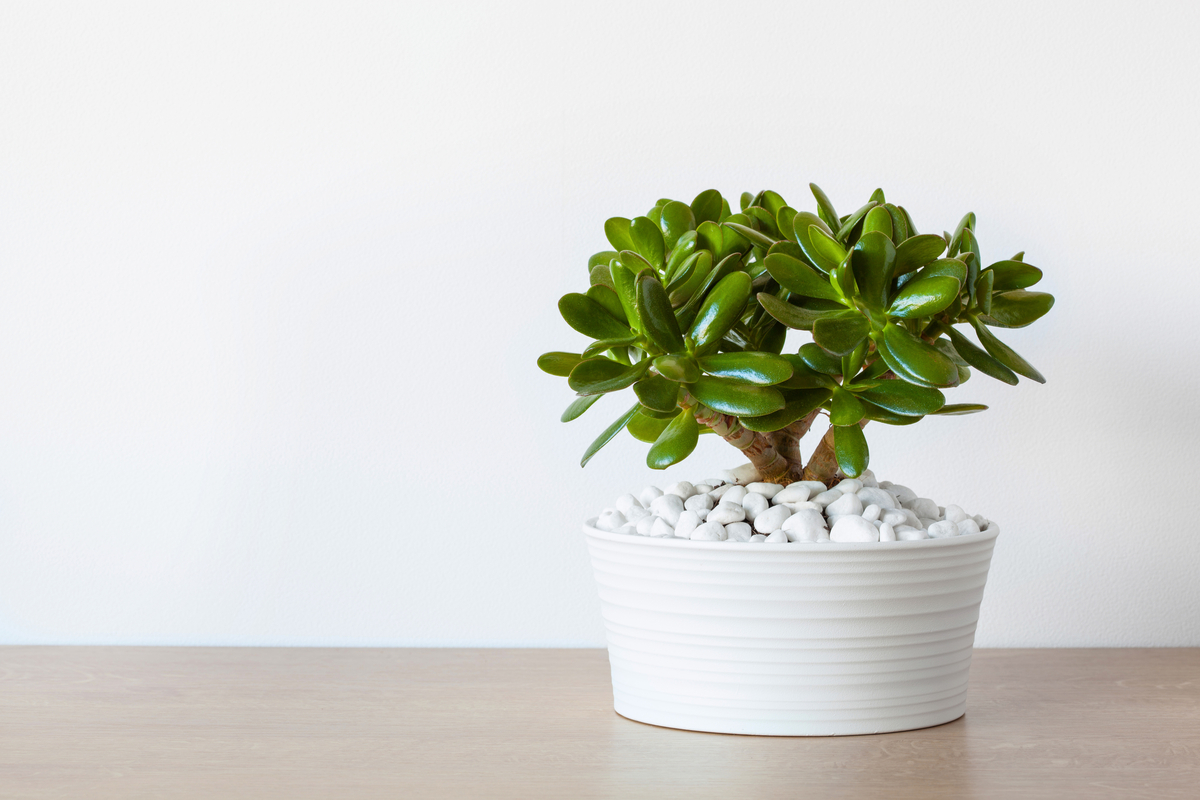 jade plant in a white pot - best plants for classrooms
