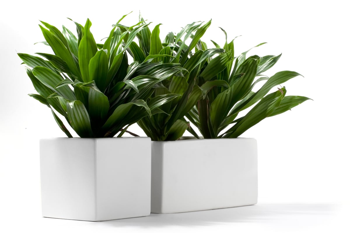 Janet Craig Dracaena - Best Plants for in Classrooms