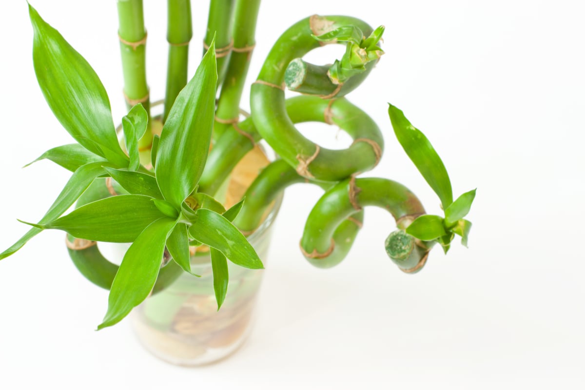 lucky bamboo in a vase - best plants for in the classroom