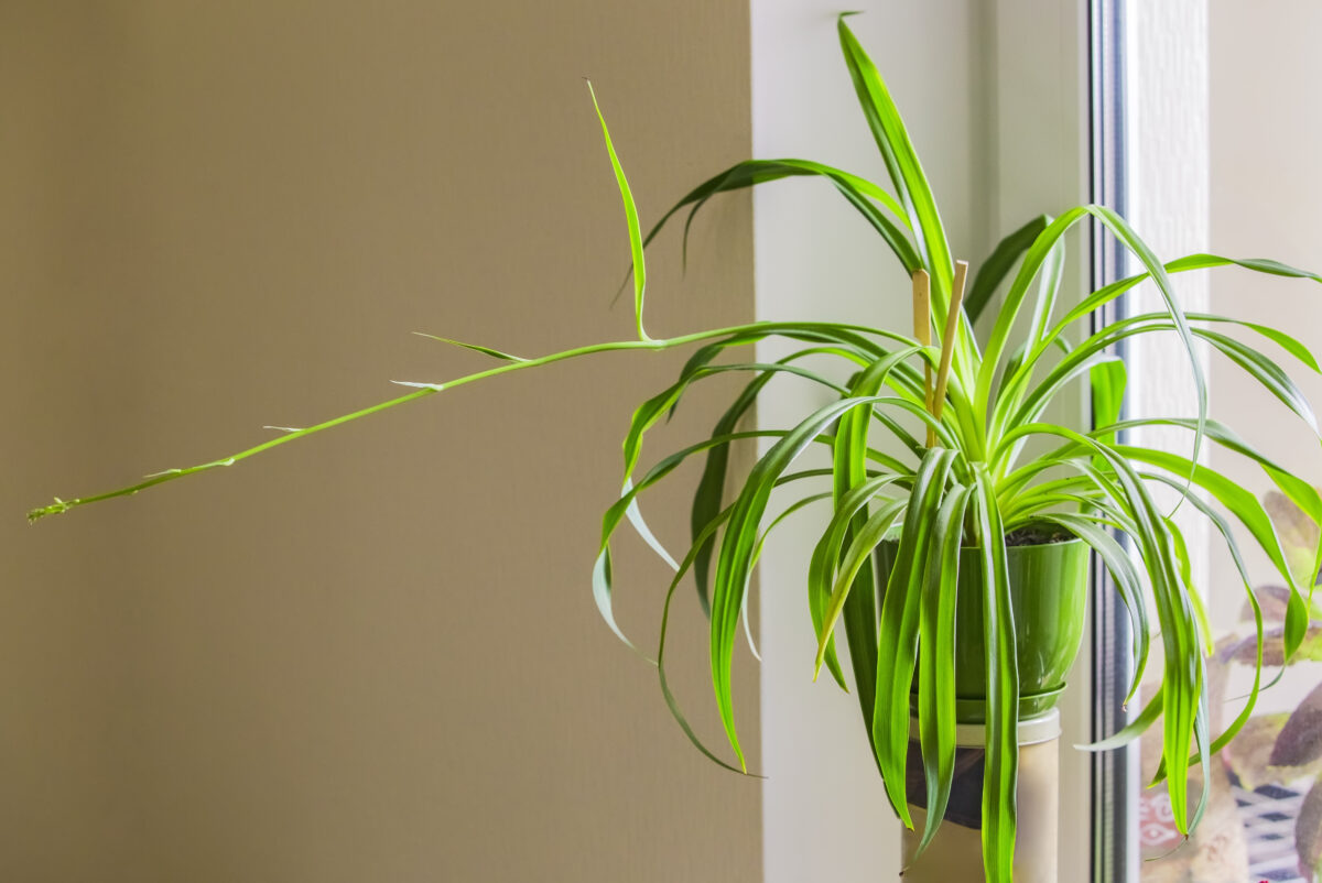 蜘蛛植物悬挂在教室里