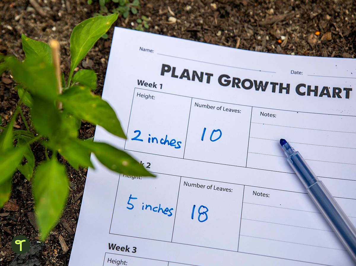 Plant Growth Chart Worksheet Teach Starter