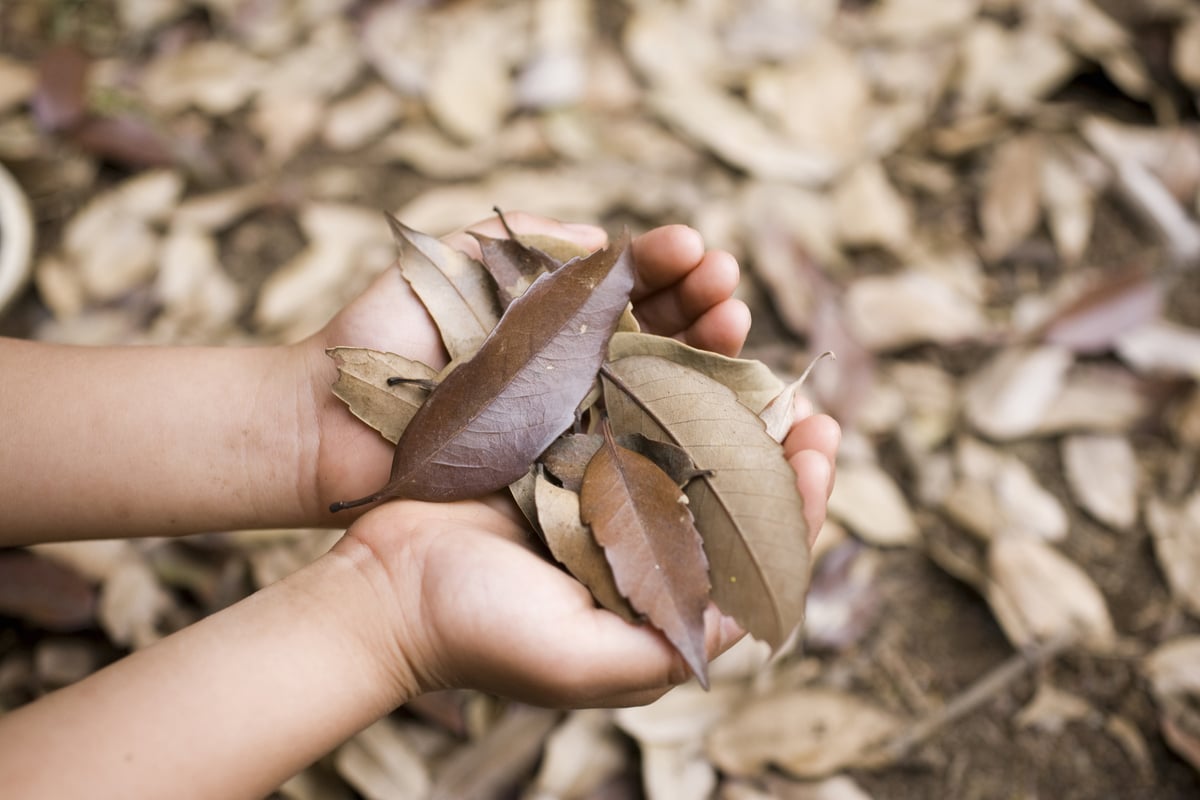 Childs Hands Holding Leaves - movement break ideas