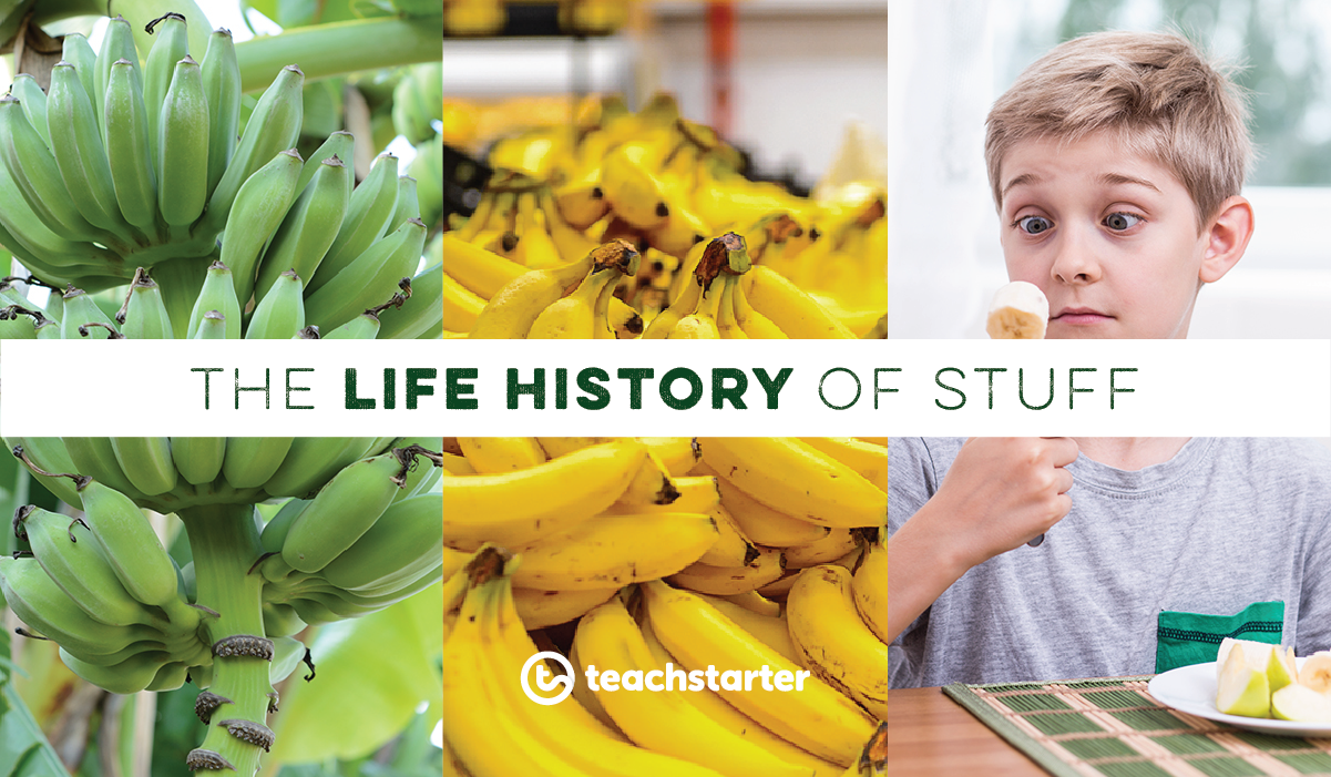 An image showing green bananas, yellow bananas and a boy eating a banana - text banner says 