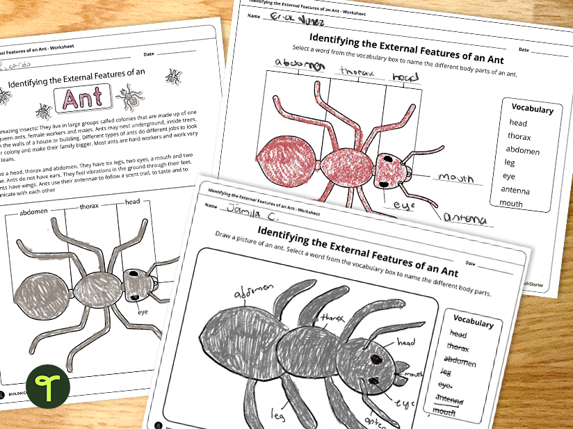 Parts of an ant labeling worksheet