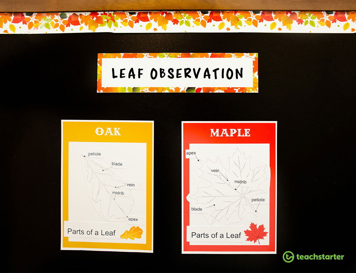 fall activities activity leaf observation and labeling science 