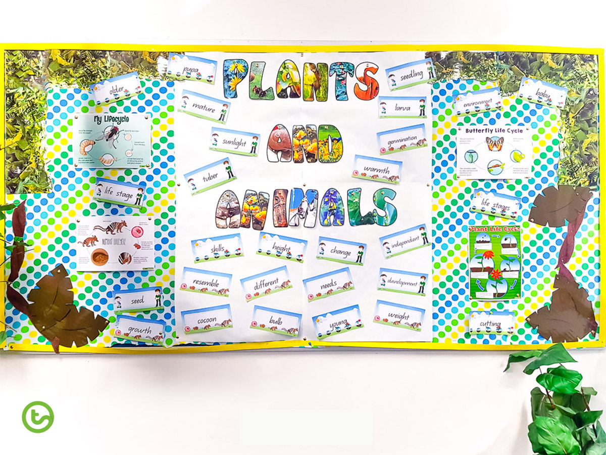 plants and animals bulletin board in classroom