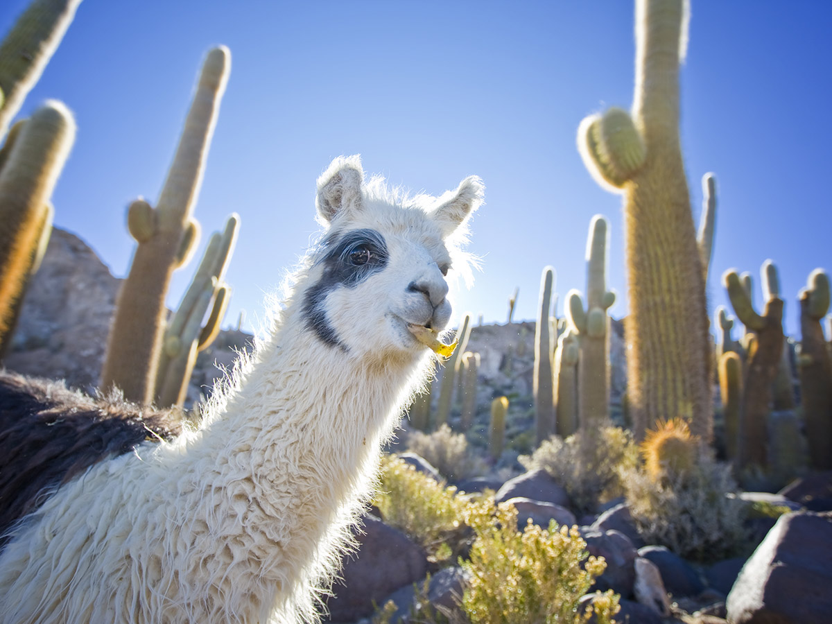 Llama and Cactus Classroom Theme Pack - What a Great Idea!