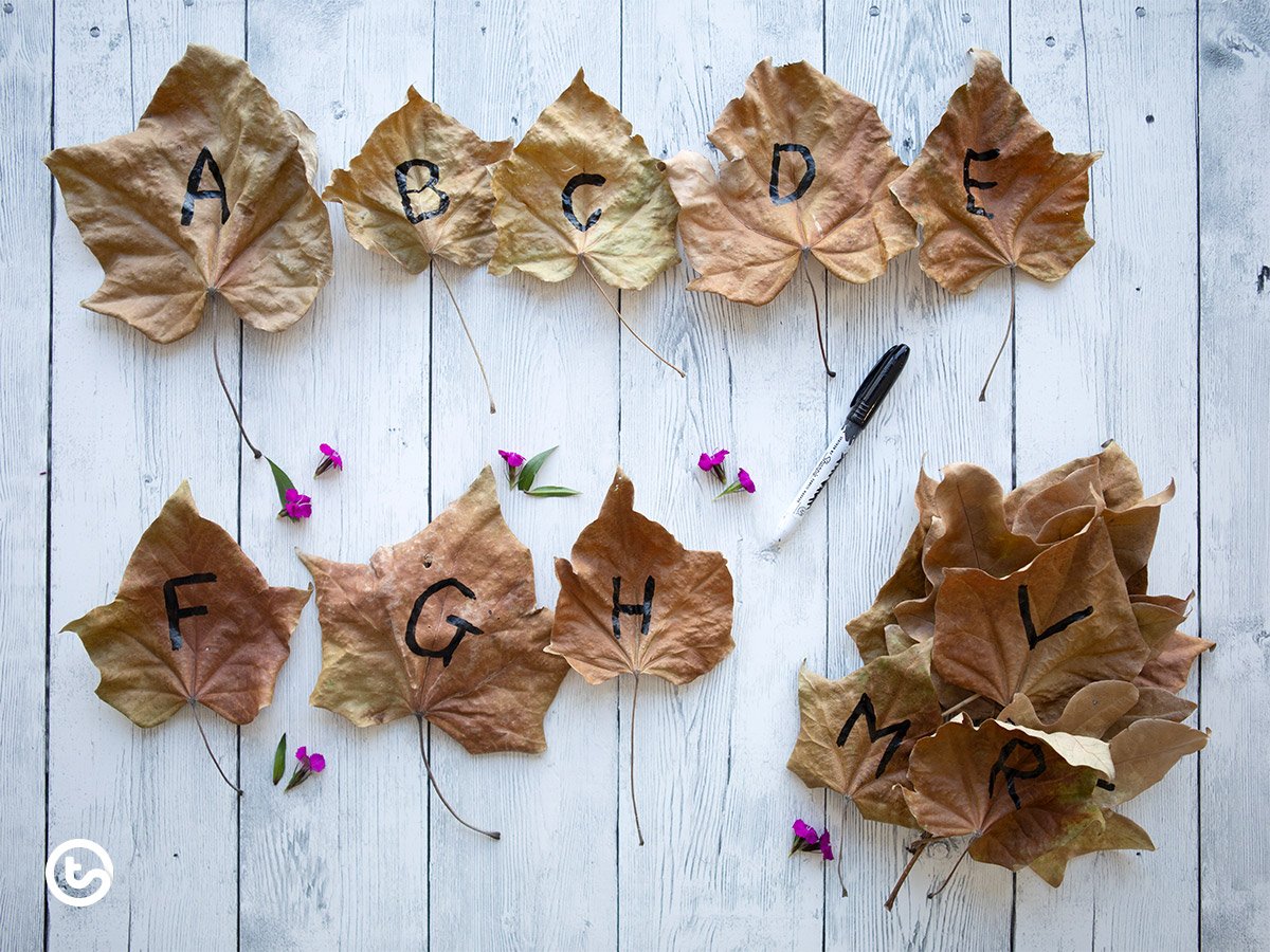 Using Natural Resources in the Classroom - Alphabet Leaf Sort