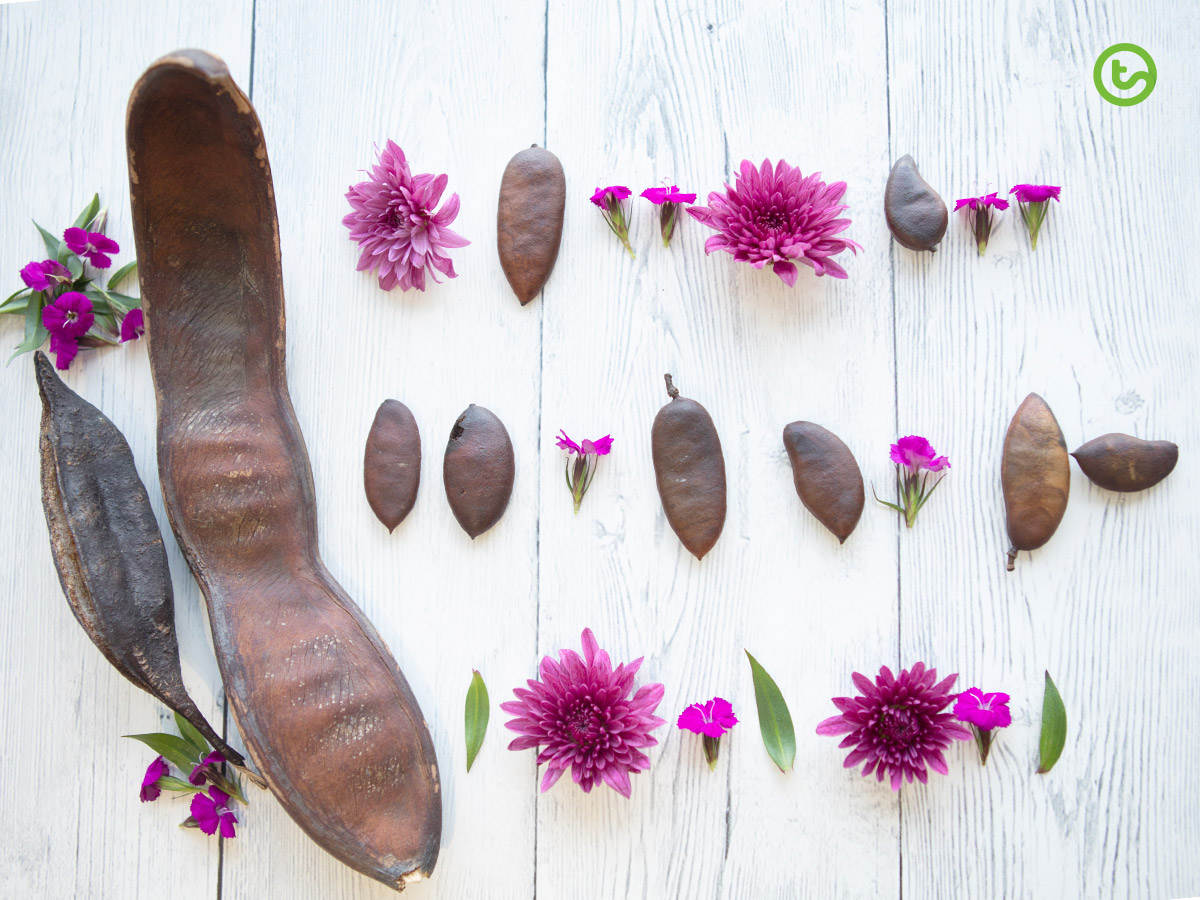 Using Natural Resources in the Classroom - Sorting and Patterns