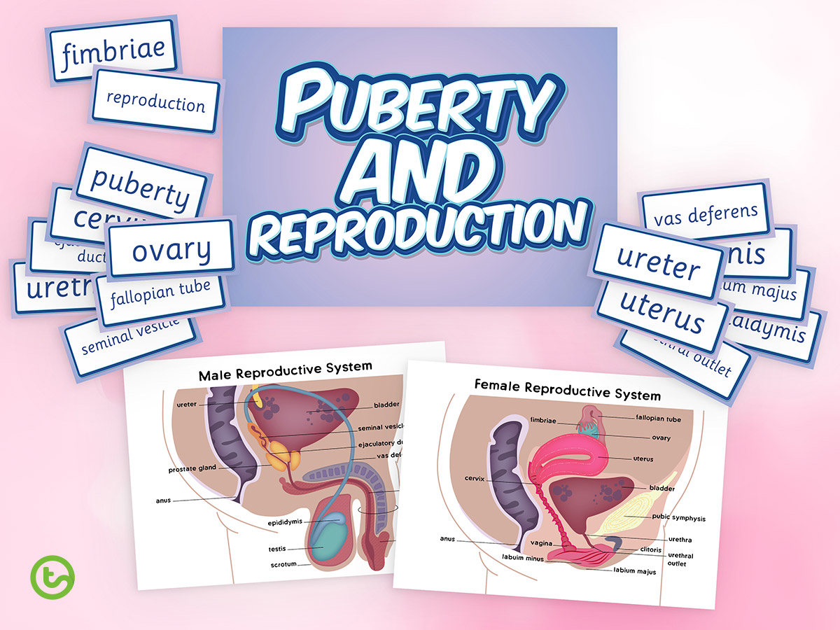 Explaining Puberty - puberty and reproduction posters and word wall