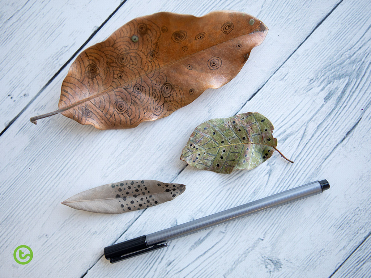 Using Natural Resources in the Classroom - Leaf Drawing