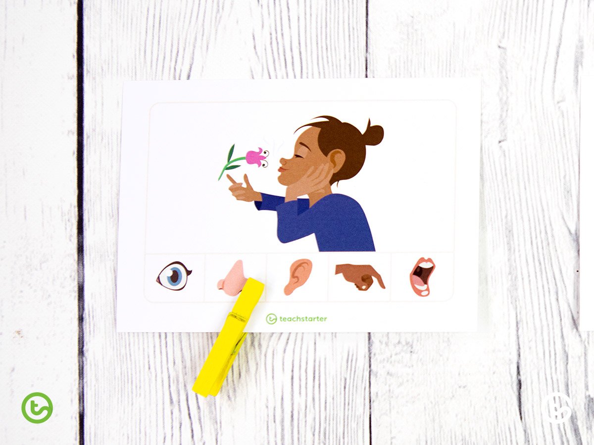 Senses sorting activity for young kids