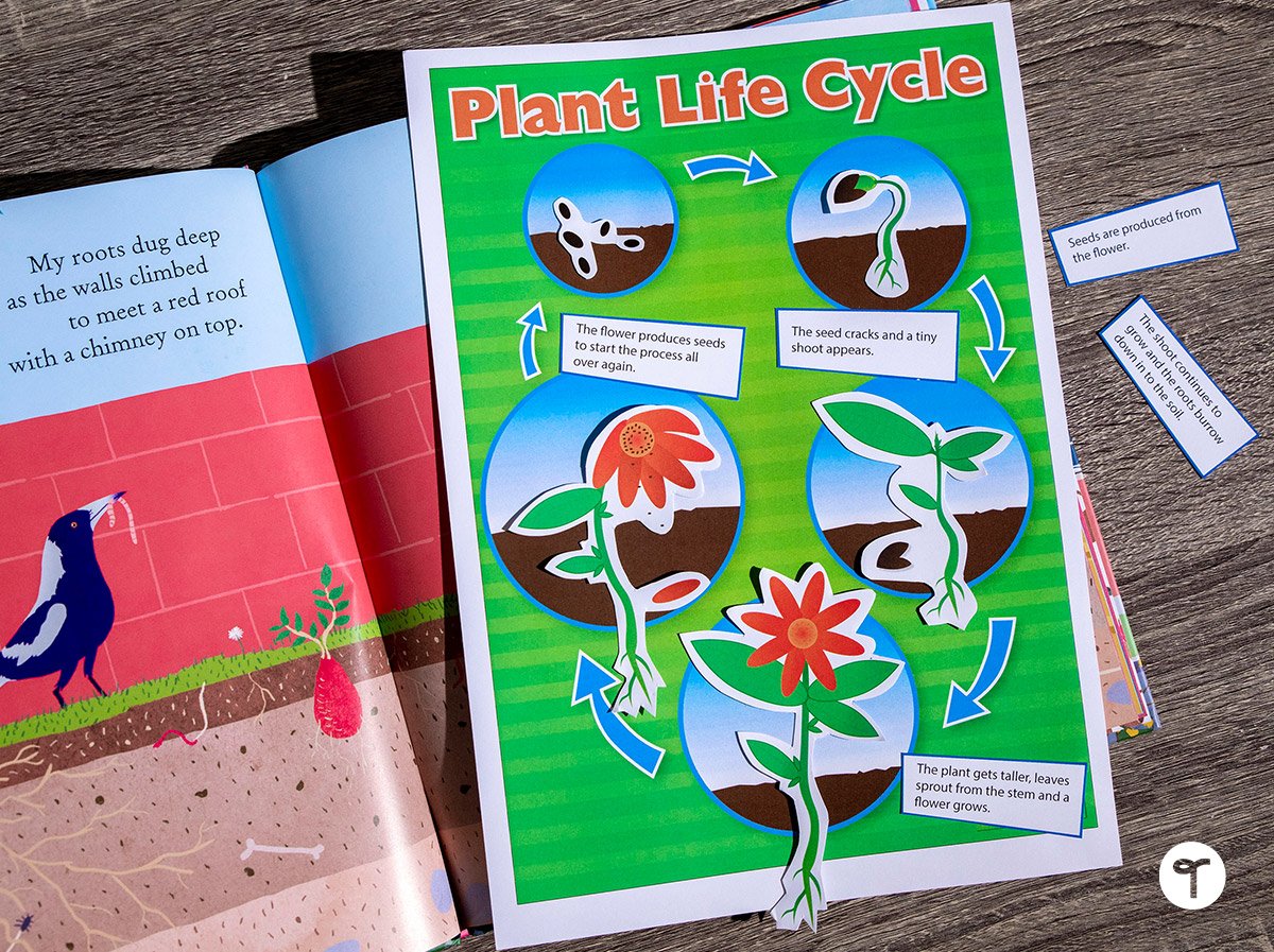 plant life cycle sorting activity