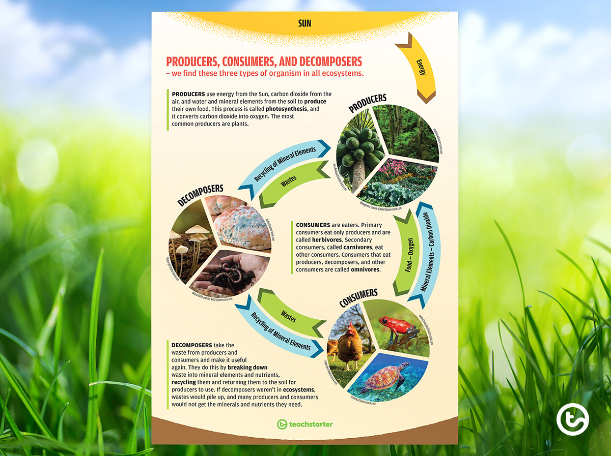 Food Web Cycle