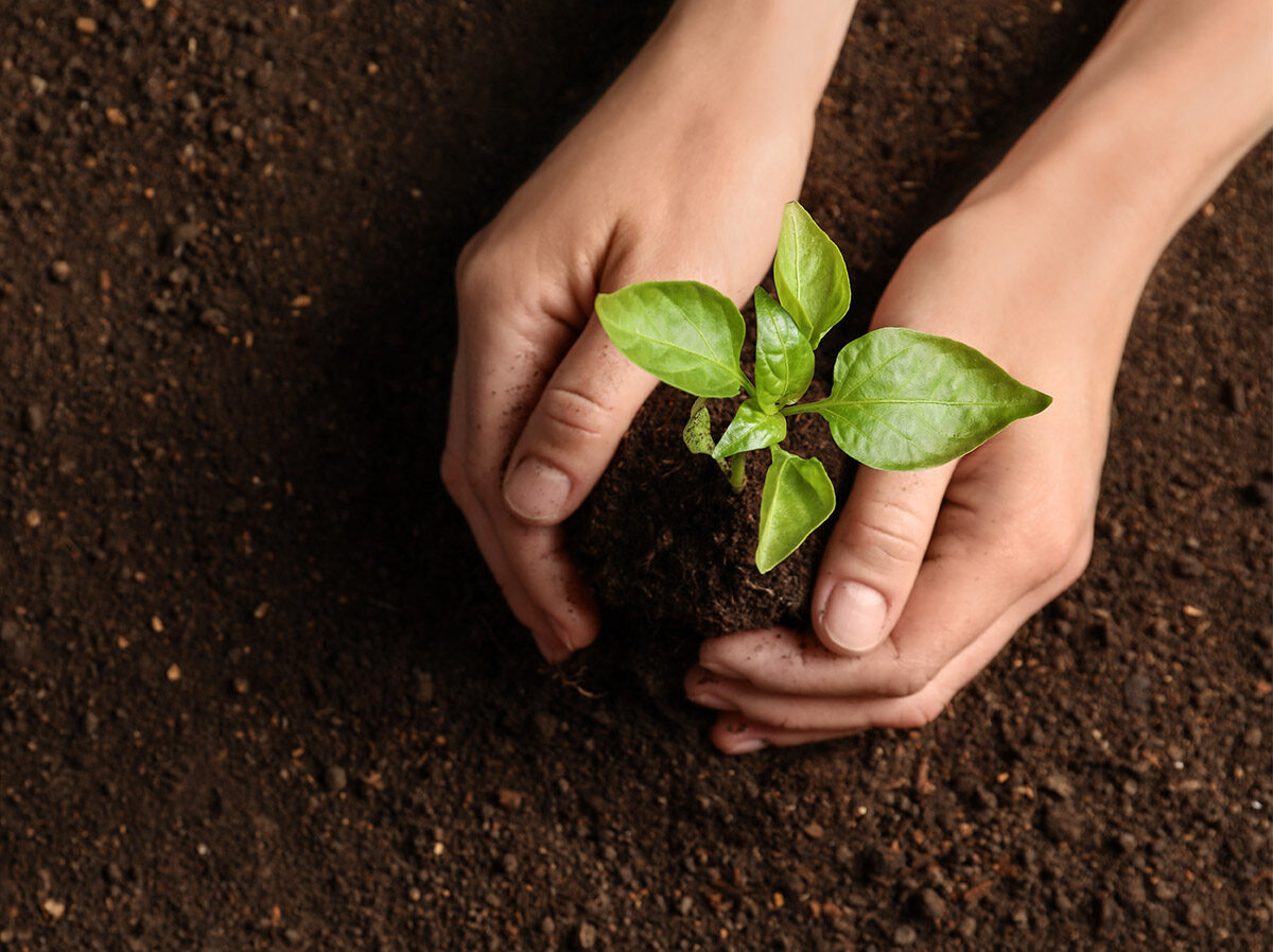 Planting a tree