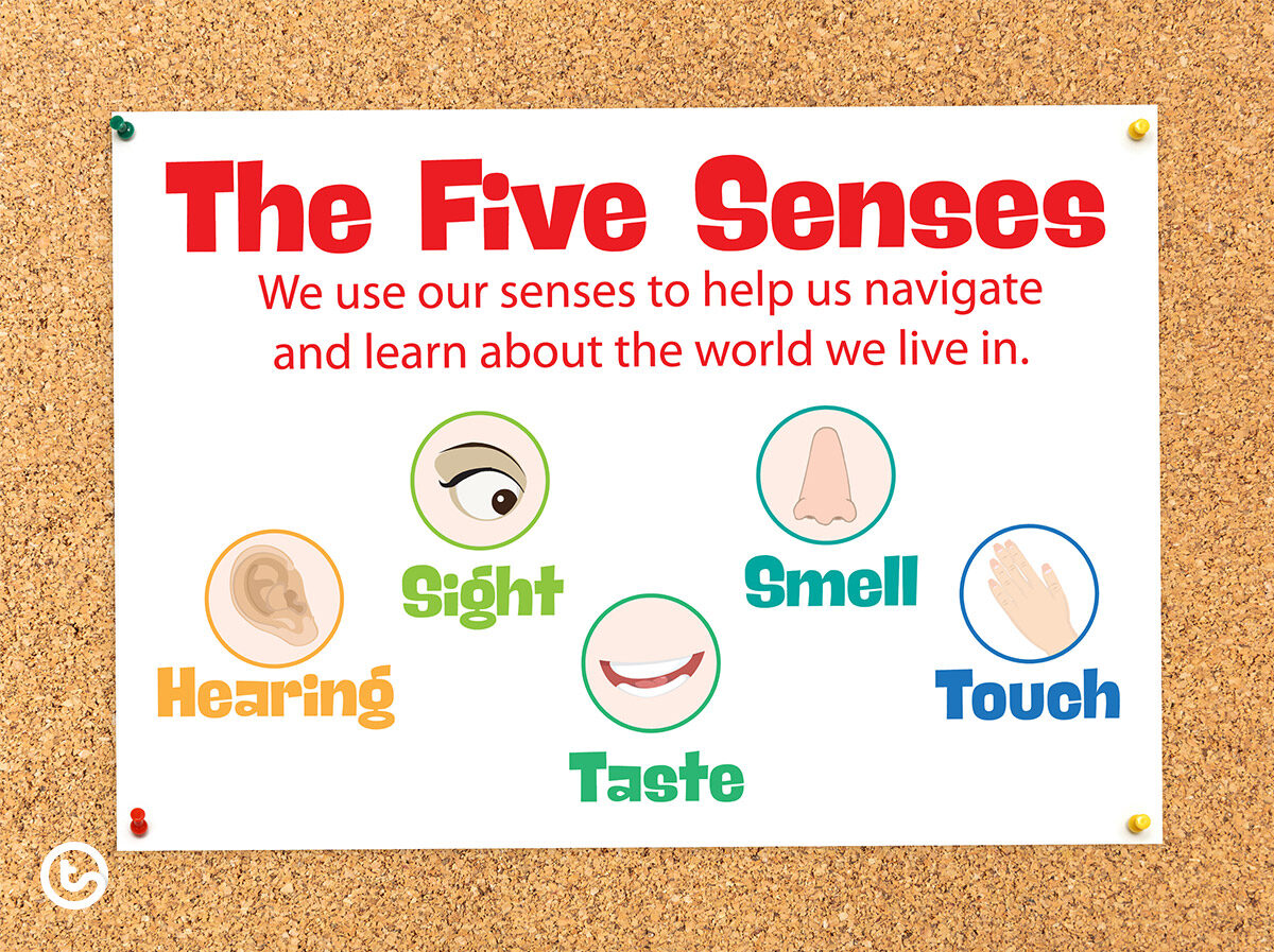 The five senses poster.