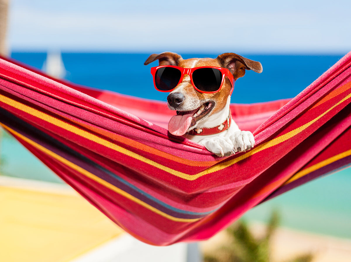 Dog relaxing in a hammock