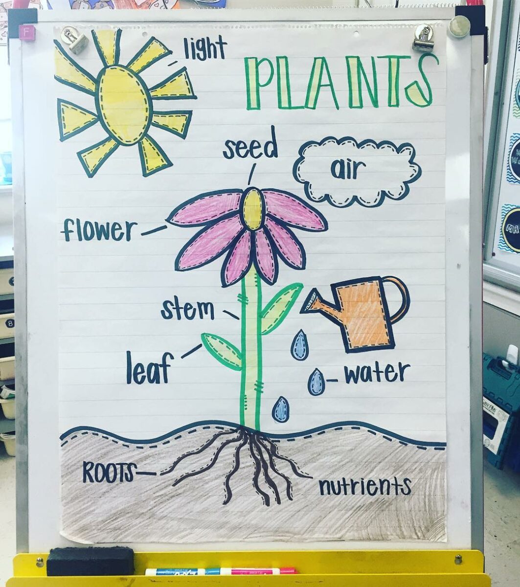 science anchor chart labeling parts of a plant