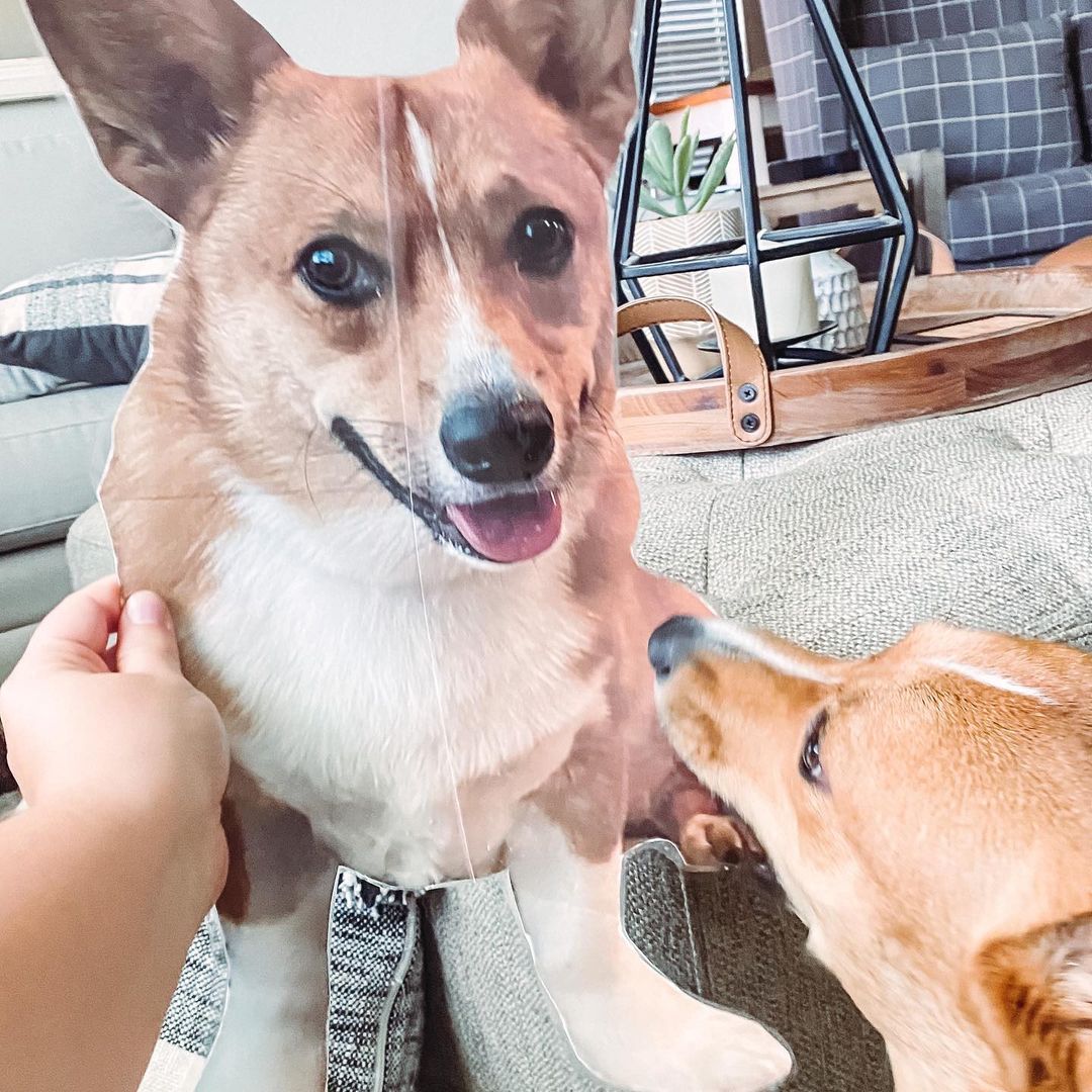 corgi sniffing class pet version of himself