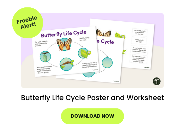 a butterfly life cycle poster is seen on a purple background. There are 2 green bubbles with text that say freebie alert and download now
