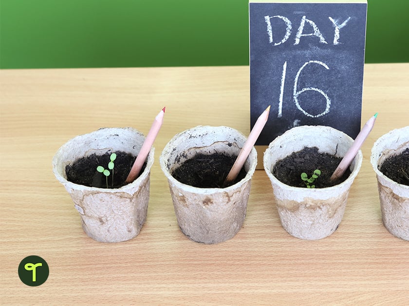planting seedlings in the classroom