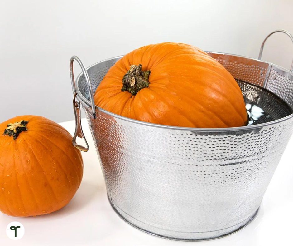  A floating pumpkin is seen in a bucket during a sink or float science experiment. - Teach Starter