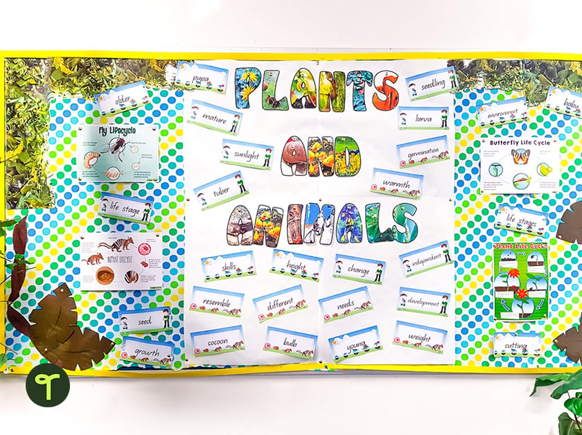 a plants and animals classroom display hangs on a classroom wall around it is a yellow border
