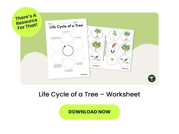 Life Cycle of a Tree