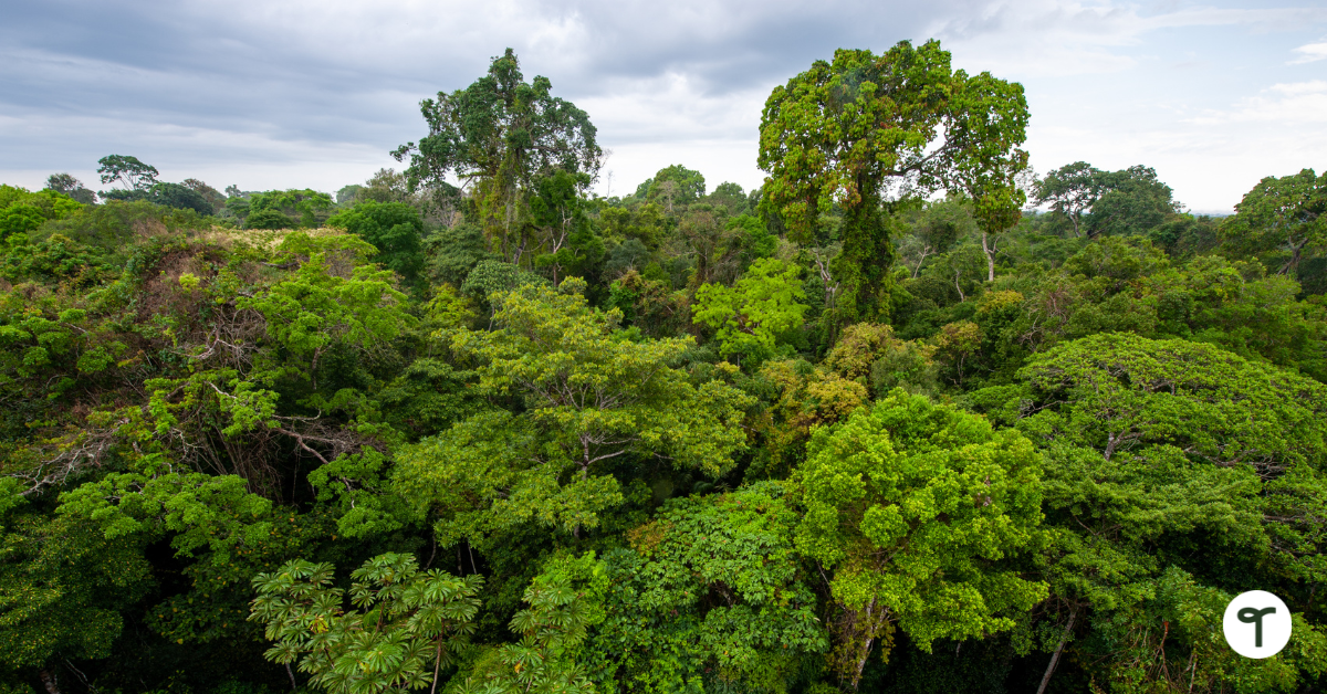 Amazon Rainforest Teach Starter