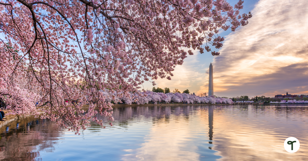 Cherry Blossoms Washington D.C. Teach Starter