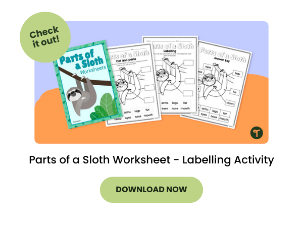 An image of a four page sloth labelling activity for primary school children