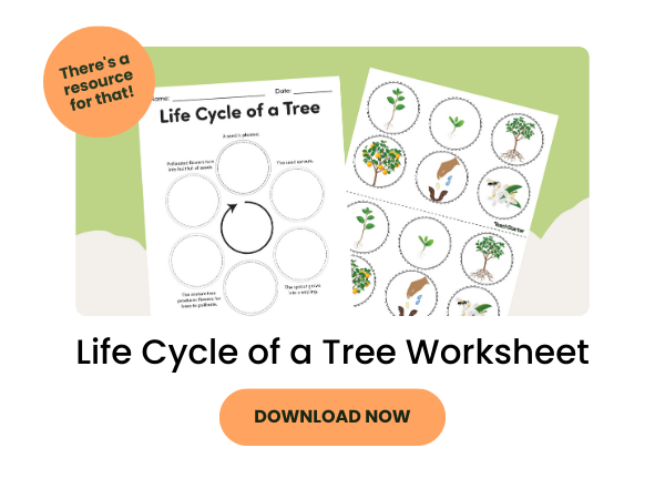 Life Cycle of a Tree Worksheet Teach Starter