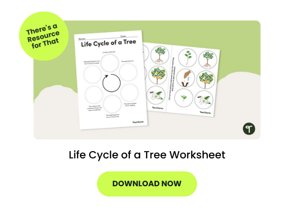 Life Cycle of a Tree Worksheet on a green background with two green bubbles that read 