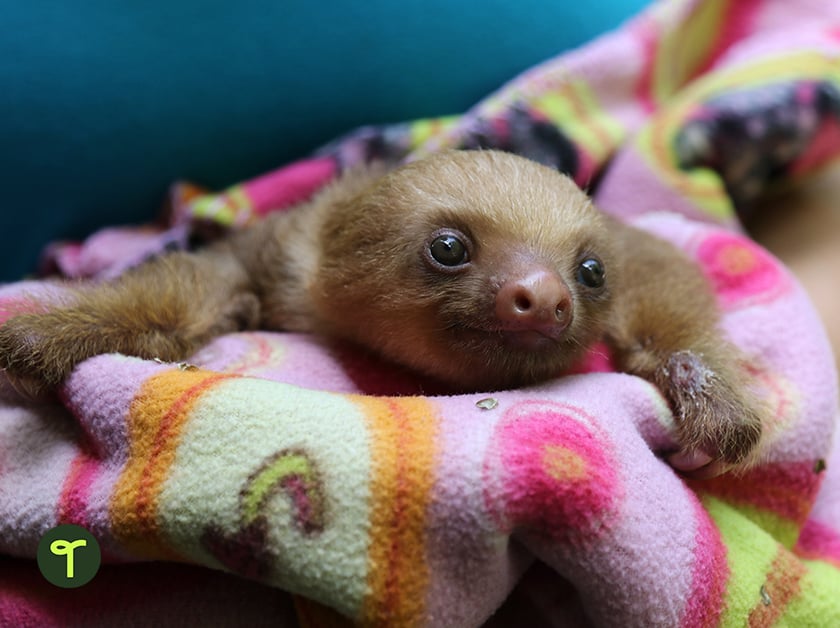 a baby sloth wrapped in a blanket