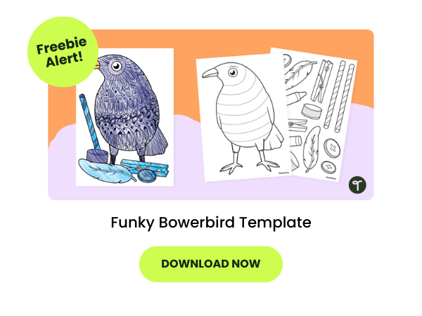 A primary teaching resource called 'Funky Bowerbird Template'