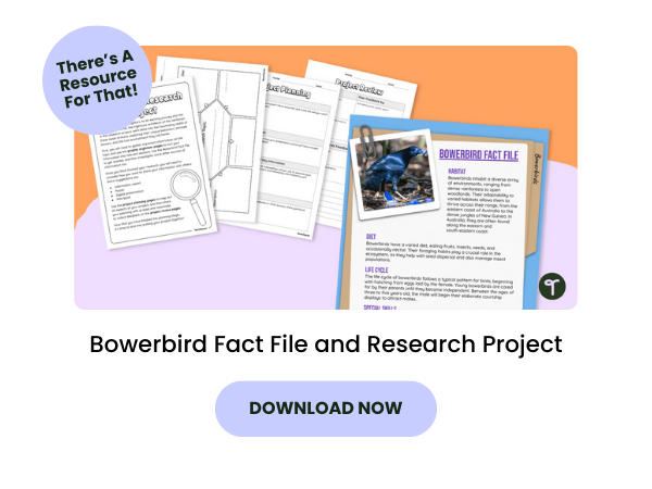 A primary school teaching resource called 'Bowerbird Fact File and Research Project'