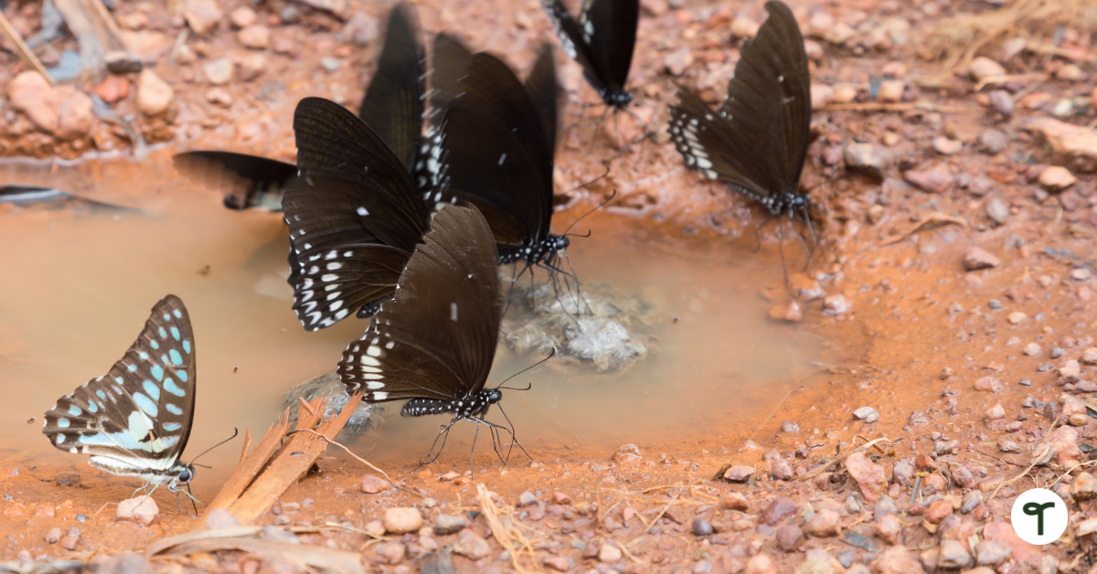 Butterflies Drinking from Puddle Teach Starter