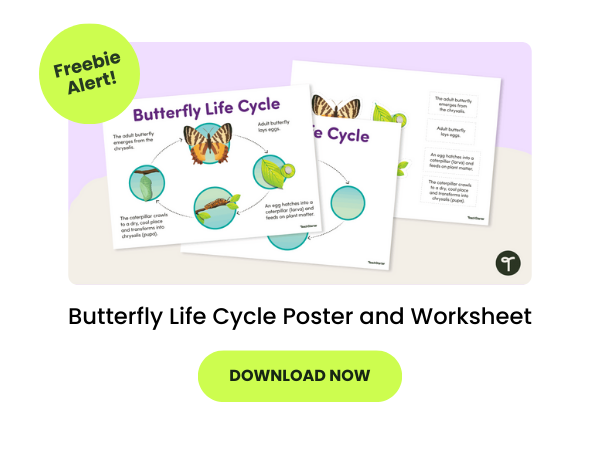 Purple and grey bubble with Butterfly Life Cycle Poster preview. A green bubble with 