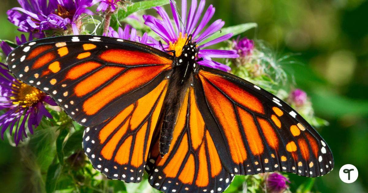 a monarch butterfly sits on a flower