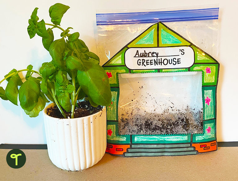 How Do Beans Grow? — Mini Greenhouse Template Teach Starter