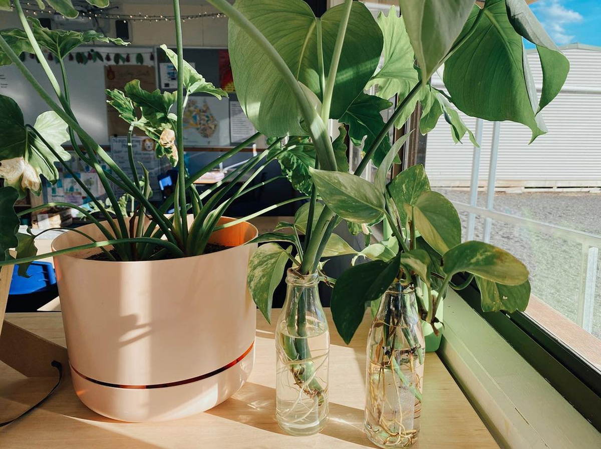 A row of plants displayed on a classroom shelf