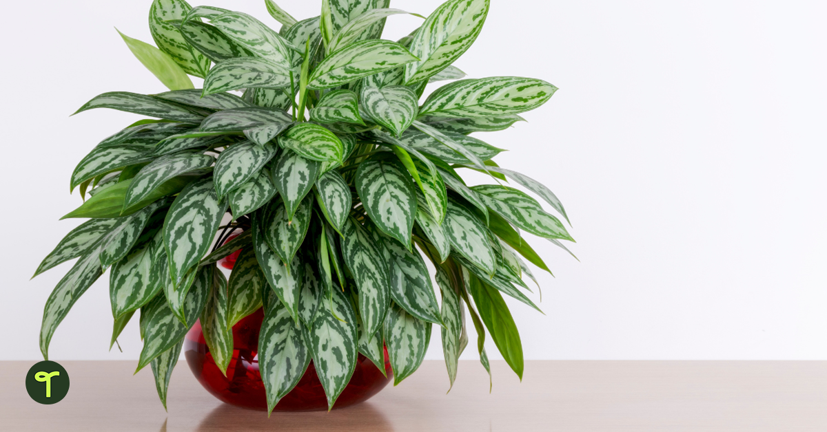 Chinese evergreen plant on table.