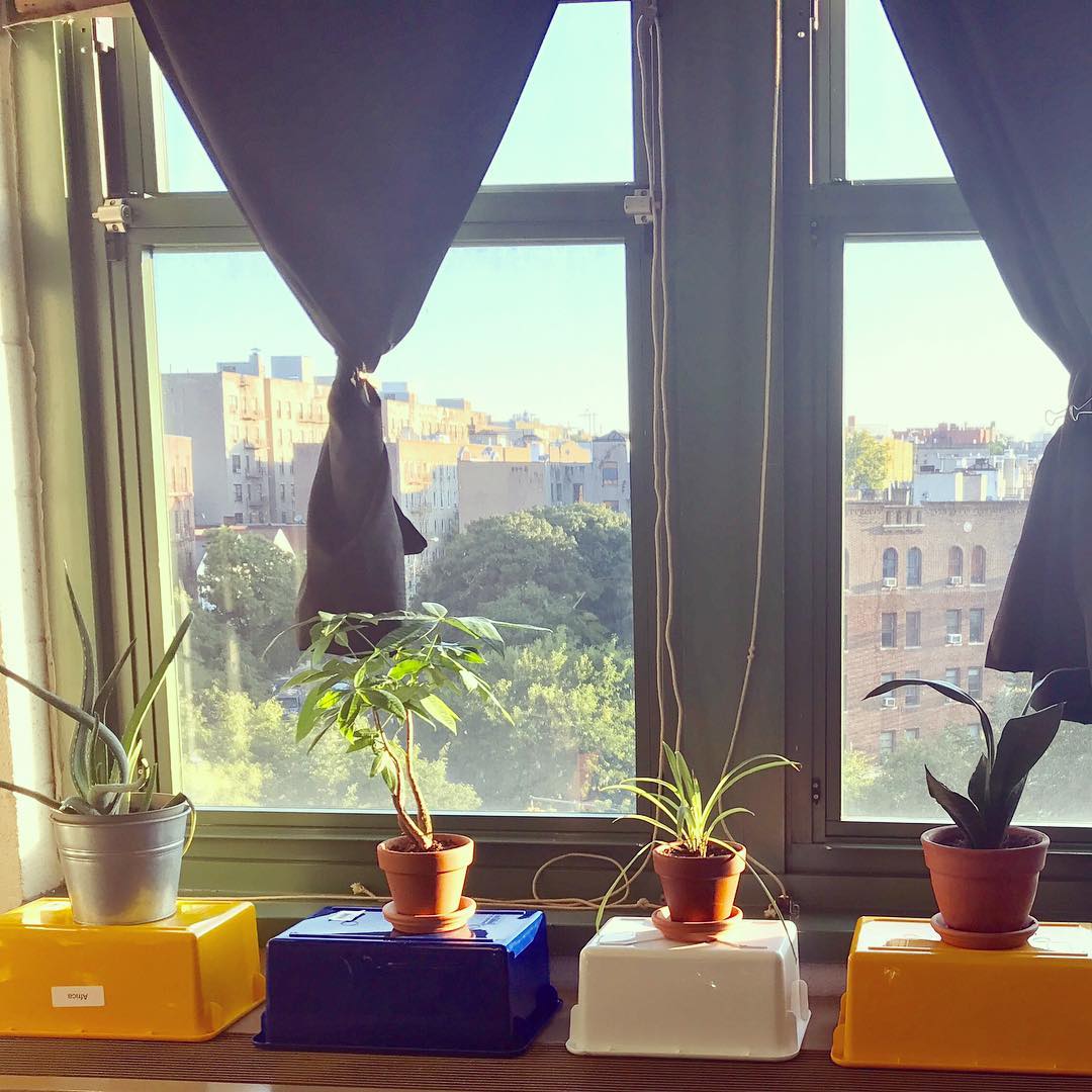 Little plants in pots facing a window in a classroom.