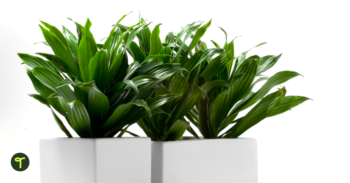 Dracaena plants in white pot.